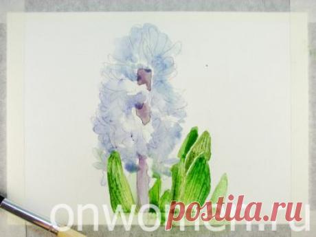 Как нарисовать гиацинт акварелью: поэтапный мастер-класс с фото - Onwomen.ru
