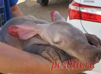 Каждую ночь в дверь приюта стучится этот пузатый малыш… )) Однажды водитель грузовика в Намибии подошёл к своей машине и… замер в удивлении. К колесу с внутренней стороны прижимался во сне невиданный зверёк.



У него были большие розовые уши, похожие на флажки из бархатной тряпочки, и длинный коричневый нос с плюшевым пятачком. А его пятерни напоминали