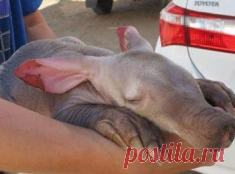 Каждую ночь в дверь приюта стучится этот пузатый малыш… )) Однажды водитель грузовика в Намибии подошёл к своей машине и… замер в удивлении. К колесу с внутренней стороны прижимался во сне невиданный зверёк.



У него были большие розовые уши, похожие на флажки из бархатной тряпочки, и длинный коричневый нос с плюшевым пятачком. А его пятерни напоминали