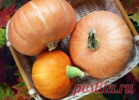 Что приготовить из тыквы – 7 оригинальных рецептов