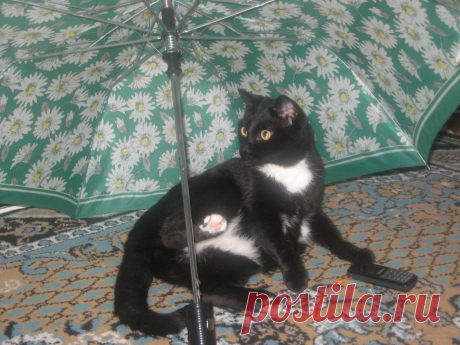 Рисунки и животные - 42 фото. Фотографии Татьяна Мошкова.