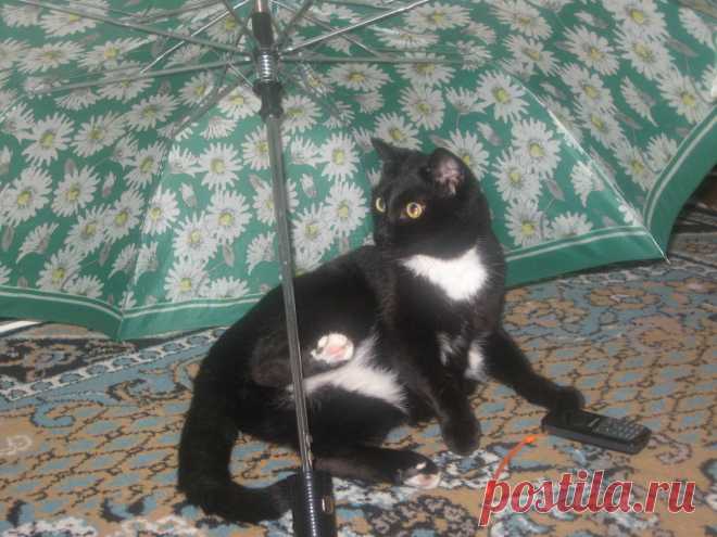 Рисунки и животные - 42 фото. Фотографии Татьяна Мошкова.