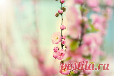 blossom in pink
