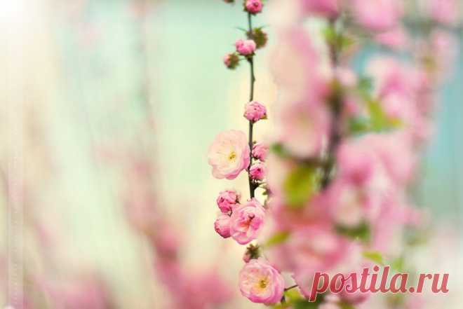 blossom in pink