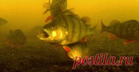 Странная реакция рыбы на аскорбинку. Лучше бы детям отдал - видео онлайн. Сайт Новосибирских рыбаков Видео: Странная реакция рыбы на аскорбинку. Лучше бы детям отдал -  бесплатно. Рубрика: Подводные съемки. Добавлено пользователем frost2016 в 2018 году. Интернет просто поражает своими выдумками... Вот, наткнулся на необычный эксперимент, который заставляет задуматься. Оказывается