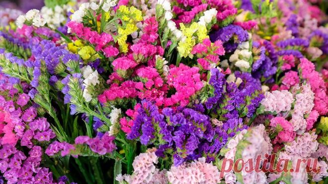 Статица цветок: фото, описание, выращивание, посадка, уход Правила посадки и ухода за статицей с фото, описанием. Советы по выращиванию цветка статица в открытом грунте от агрономов Алексея Володихина и Светланы Михайловой.