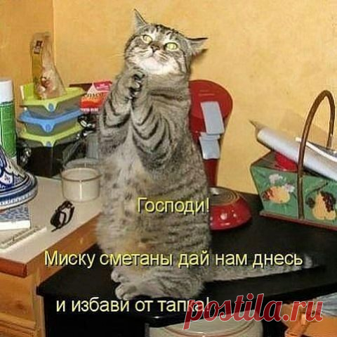 молитва кота