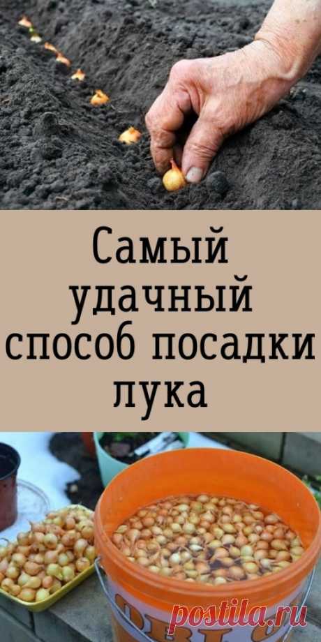 Самый удачный способ посадки лука