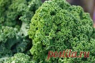 Капуста Грюнколь или кале - полезные свойства и применения