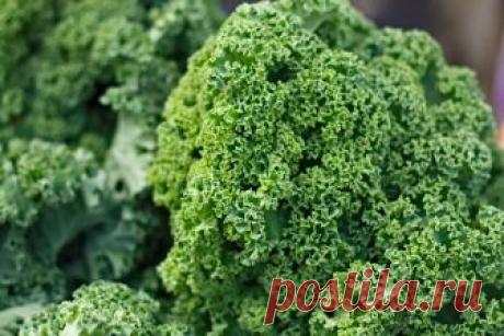 Капуста Грюнколь или кале - полезные свойства и применения