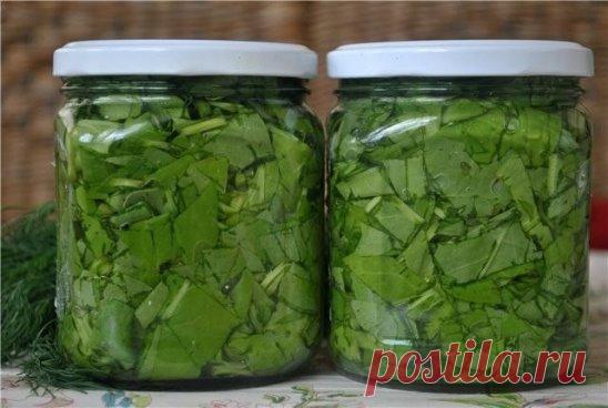 Щавель консервированный
Самый лучший способ сохранения щавеля на зиму из всех мне известных. 
Получается как только с грядки.
Борщик - пальчики оближешь! 
Щавель (свежий) 
• Вода (холодная) — 1 л 
• Соль — 1 ст. л. 
• Уксус ( столовый) 6% — 100 г 
Щавель нарезаем в меру мелко, плотно укладываем в стерильные банки. Отдельно добавляем в 1 л холодной воды, одну стопку уксуса и 1 ст.л. соли. Перемешиваем и заливаем в банки доверху. Сразу закатываем. Готово! За счет того, что щавель не проходит горя