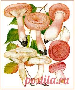 Грибы волнушки: волнушка розовая, волнушка белая, как солить