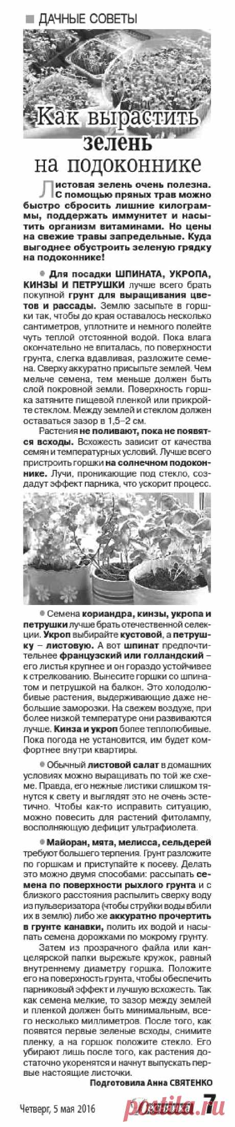 Как вырастить зелень на подоконнике