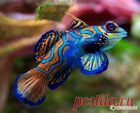 Рыба мандаринка - самая разноцветная рыба в природе