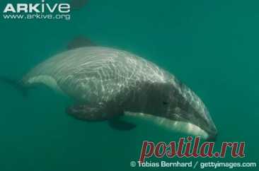 arkive wildlife: 1 тыс изображений найдено в Яндекс Картинках