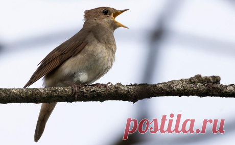 Соловей стал лидером среди животных в названиях российских улиц. «Яндекс. Карты» опросили людей и выяснили, что в России есть больше 3,5 тыс.