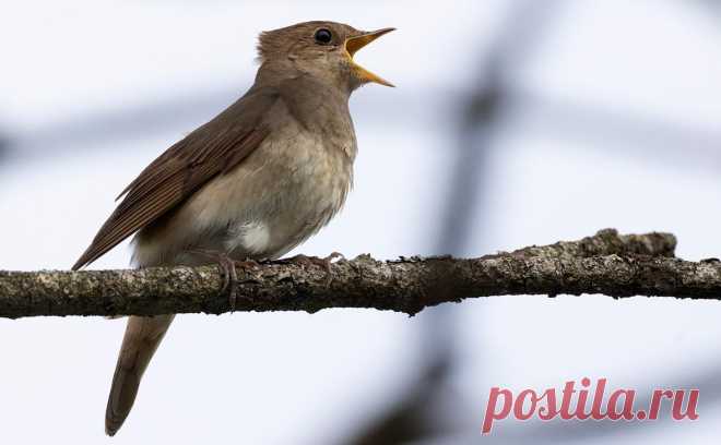 Соловей стал лидером среди животных в названиях российских улиц. «Яндекс. Карты» опросили людей и выяснили, что в России есть больше 3,5 тыс.