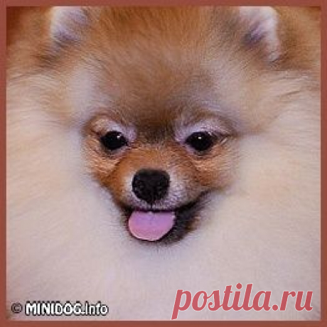 Самые маленькие собаки. Фото. Все породы маленьких собак. Декоративные маленькие собачки. Фотографии пород и щенков Йоркширский терьер Чихуахуа Русский той терьер Мальтийская болонка Ши-тцу Ветеринария Воспитание Уход Груминг Хендлинг Выкройки и схемы вязания одежды для собак. :: Смотреть - Стандарт породы Немецкий шпиц