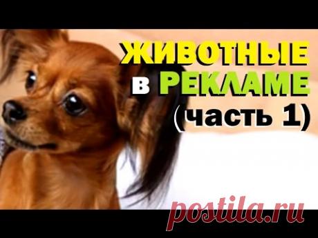 Галилео. Животные в рекламе (часть 1)