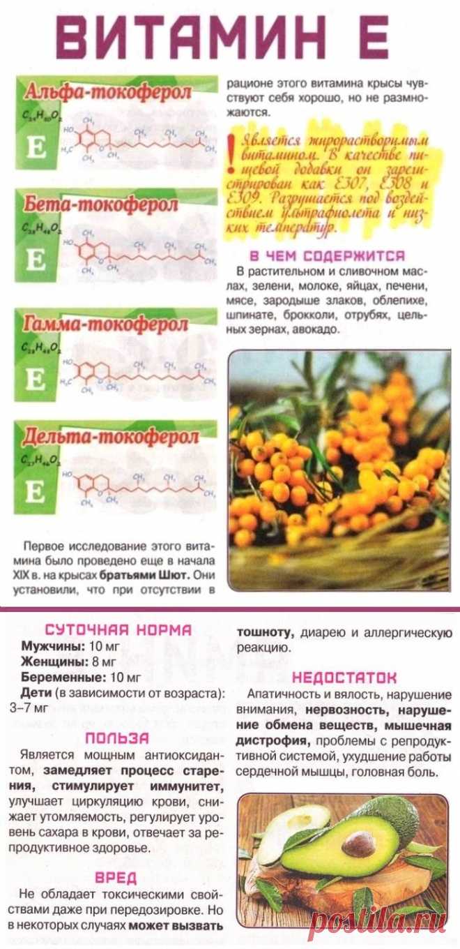 Витамин Е в организме человека