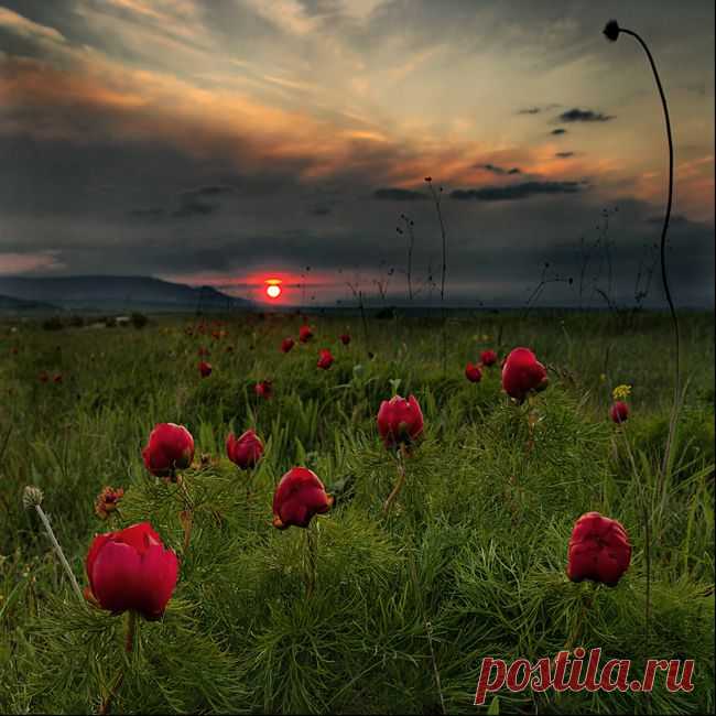 пейзажи природы цветы: 129 тыс изображений найдено в Яндекс.Картинках ВОТ ОНА КРАСОТА НАШЕЙ ЗЕМЛИ.