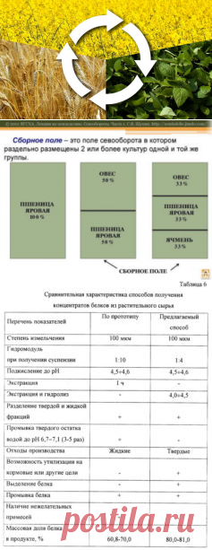 Проектирование севооборотов с приоритетным направлением увеличения производства растительного белка - БиоКорова
