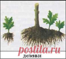 ВЫРАЩИВАНИЕ ХРИЗАНТЕМЫ НА ЮГЕ УКРАИНЫ (ИЗ ЛИЧНОГО ОПЫТА) - Мої статті - Каталог статей - Хризантемы и георгины - продажа в Украине.