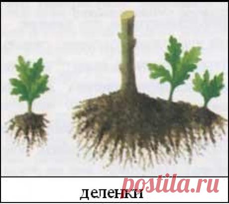 ВЫРАЩИВАНИЕ ХРИЗАНТЕМЫ НА ЮГЕ УКРАИНЫ (ИЗ ЛИЧНОГО ОПЫТА) - Мої статті - Каталог статей - Хризантемы и георгины - продажа в Украине.