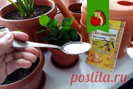 Зачем цветоводы (я в том числе) добавляют лимонную кислоту в воду для полива комнатных растений? | садоёж | Яндекс Дзен