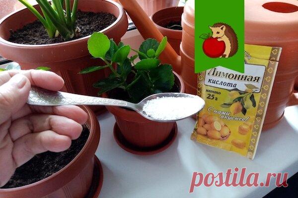 Зачем цветоводы (я в том числе) добавляют лимонную кислоту в воду для полива комнатных растений? | садоёж | Яндекс Дзен