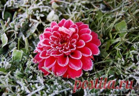 Плейкаст «Цветы под снегом»