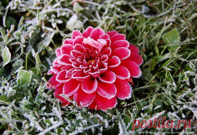 Плейкаст «Цветы под снегом»