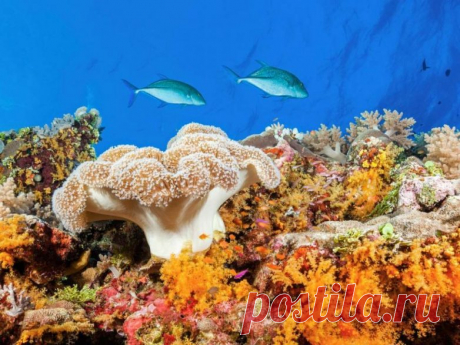 Великолепие Большого Барьерного рифа / Туристический спутник