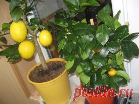 ОШИБКИ ПРИ ВЫРАЩИВАНИИ ЦИТРУСОВЫХ (ЛИМОН, МАНДАРИН)
ПРАВИЛЬНЫЙ УХОД
Сохраните, чтобы не потерять!
Что боятся цитрусовые растения, ошибки при уходе, биологические особенности цитрусовых растений
Прежде всего надо учитывать биологические особенности цитрусовых растений. Зимой им необходим относительный покой. С октября по февраль температура в комнате должна быть не более 12°С. Однако это время совпадает с отопительным сезоном, и высокая температура приводит к несвоевременному росту и истощению