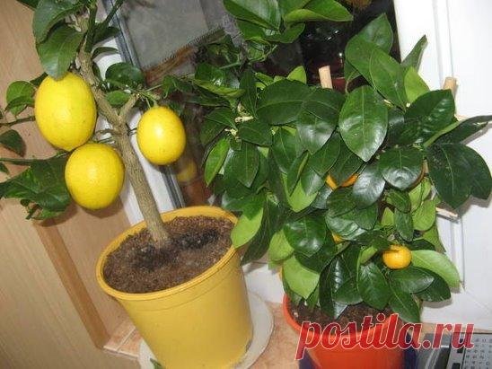 ОШИБКИ ПРИ ВЫРАЩИВАНИИ ЦИТРУСОВЫХ (ЛИМОН, МАНДАРИН)
ПРАВИЛЬНЫЙ УХОД
Сохраните, чтобы не потерять!
Что боятся цитрусовые растения, ошибки при уходе, биологические особенности цитрусовых растений
Прежде всего надо учитывать биологические особенности цитрусовых растений. Зимой им необходим относительный покой. С октября по февраль температура в комнате должна быть не более 12°С. Однако это время совпадает с отопительным сезоном, и высокая температура приводит к несвоевременному росту и истощению