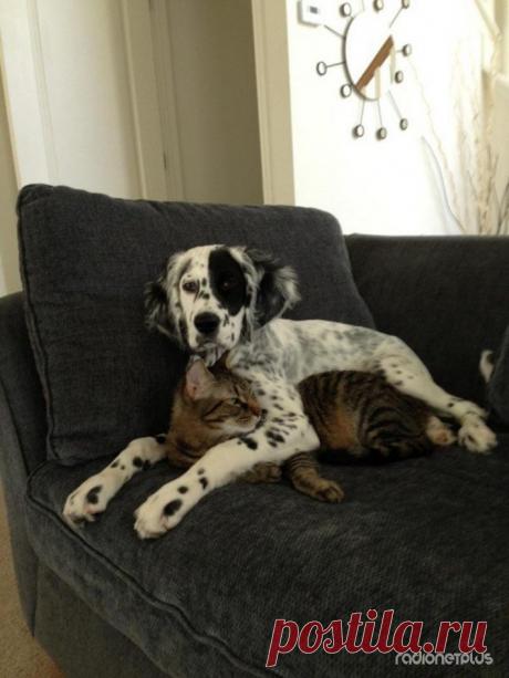 Как кошка с собакой. Очень милая подборка :)