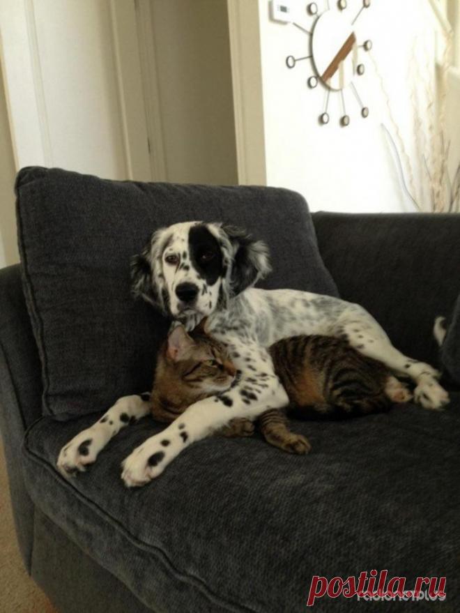 Как кошка с собакой. Очень милая подборка :)