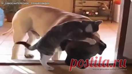У собаки железные нервы )))