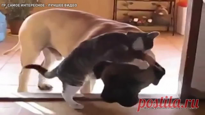 У собаки железные нервы )))