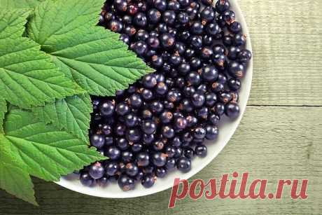 ЧТОБЫ УРОЖАЙ ЧЕРНОЙ СМОРОДИНЫ РАДОВАЛ...  
Собирать по-настоящему высокий урожай этой полезной ягоды получается далеко не у всех. Что мы делаем не так? Попробуем разобраться. Вообще, можно не погрешить против истины, если сказать, что черная смородина – настоящая кладовая, ключ и путь к вашему здоровью. В ягодах смородины есть витамины группы В и Р, провитамин А – каротина в ней содержится до 3% мг. Там есть и пектиновые вещества, эфирное масло и фосфорная кислота, дубильн...