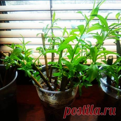 Черенки и отводки: как вырастить из них саженцы плодовых деревьев и кустарников?