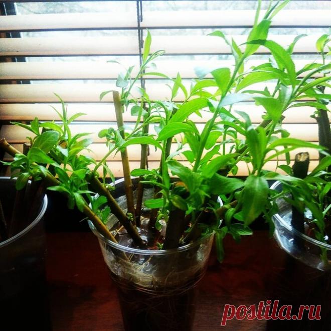 Черенки и отводки: как вырастить из них саженцы плодовых деревьев и кустарников?