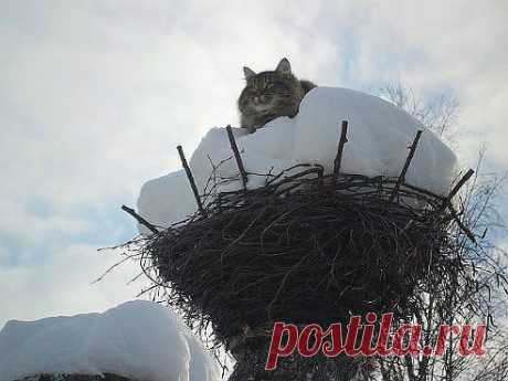 Ната )))))))))))))))
Аист прилетел !!! ))))))))