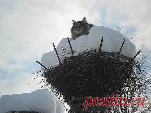 Ната )))))))))))))))
Аист прилетел !!! ))))))))