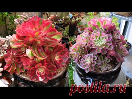 Growing Beautiful Aeonium Pink Witch | Soil, Cuttings & Potting | Growing Succulents with LizK