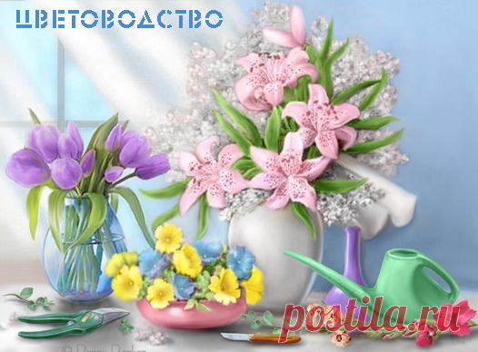 Как правильно посеять петунию