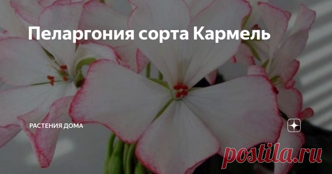 Пеларгония сорта Кармель Эта красавица выделяется своей окраской среди всех не махровых пеларгоний.