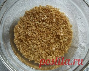 Целебный кисель для ЖКТ доктора Изотова.