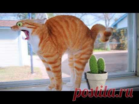 Самые смешные животные 2024 😄 Лучшие смешные кошки и собаки 😺🐶 Часть 16