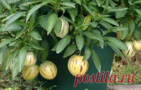 Пепино: выращивание из семян, технология, фото, выбираем посадочный